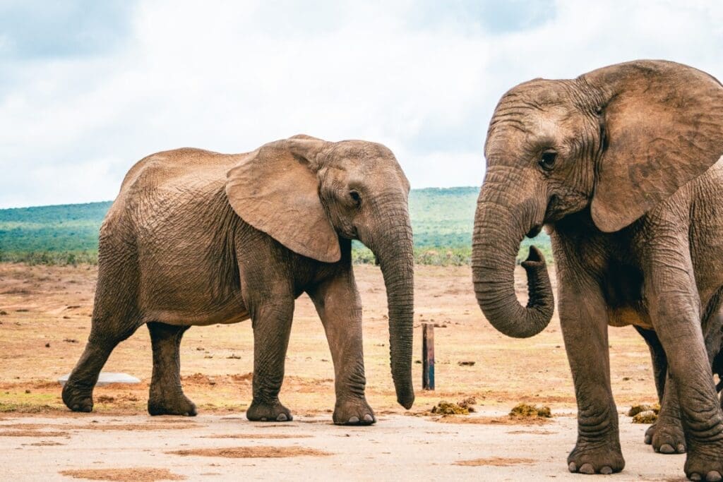 Addo Elephant
