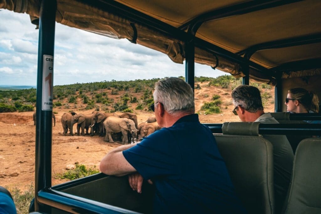 elephant watching