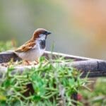 Wings Over Hitgeheim: Exploring the Lodge’s Vibrant Birdlife